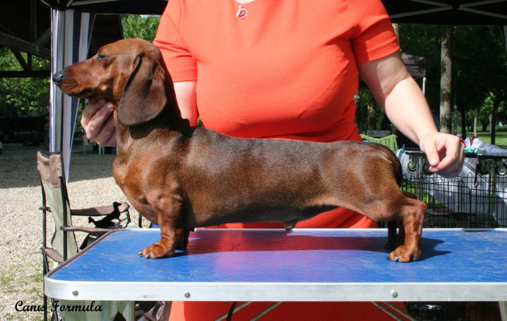 Dachshound miniature Champion Italian Club